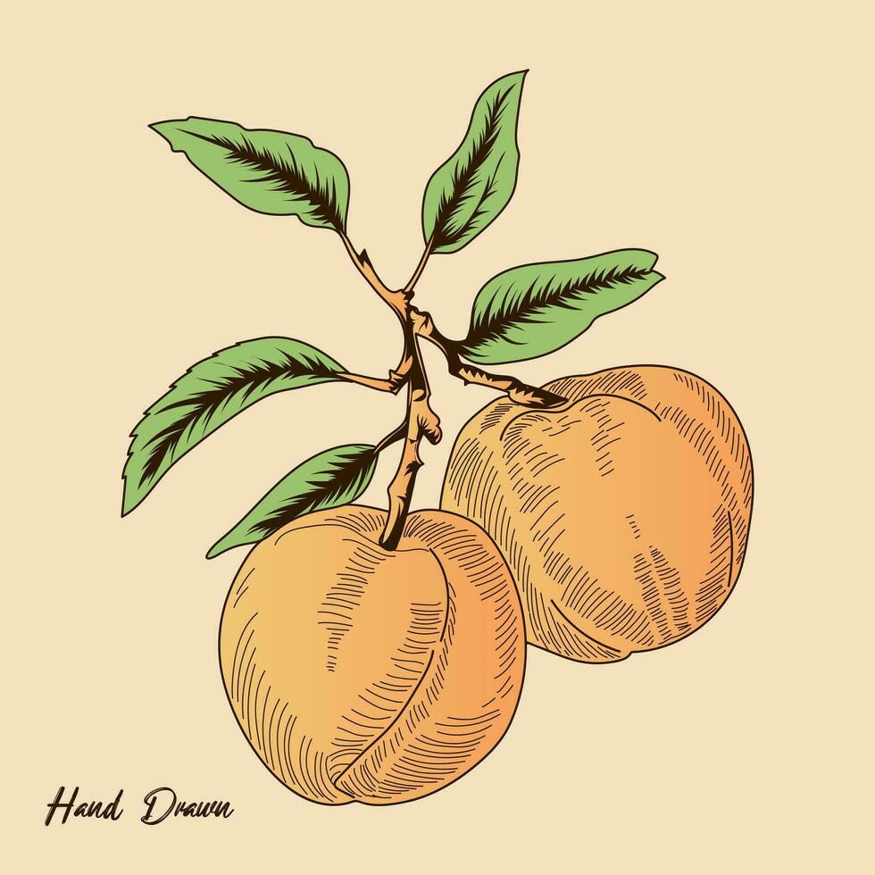 melocotón Fruta Clásico handrawing vector valores ilustración