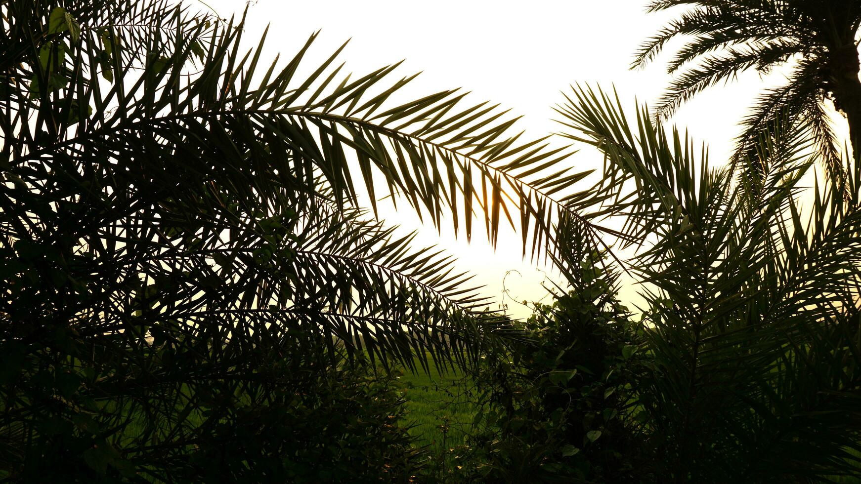 Landscape of nature photo