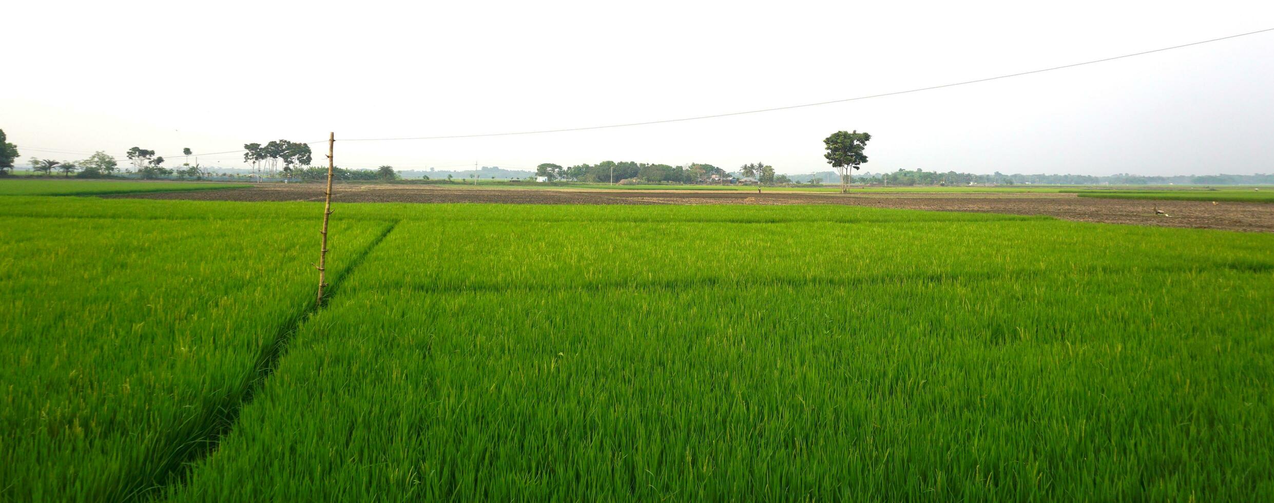 Landscape of nature photo