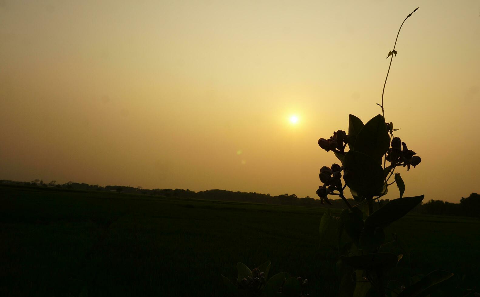 Landscape of nature photo