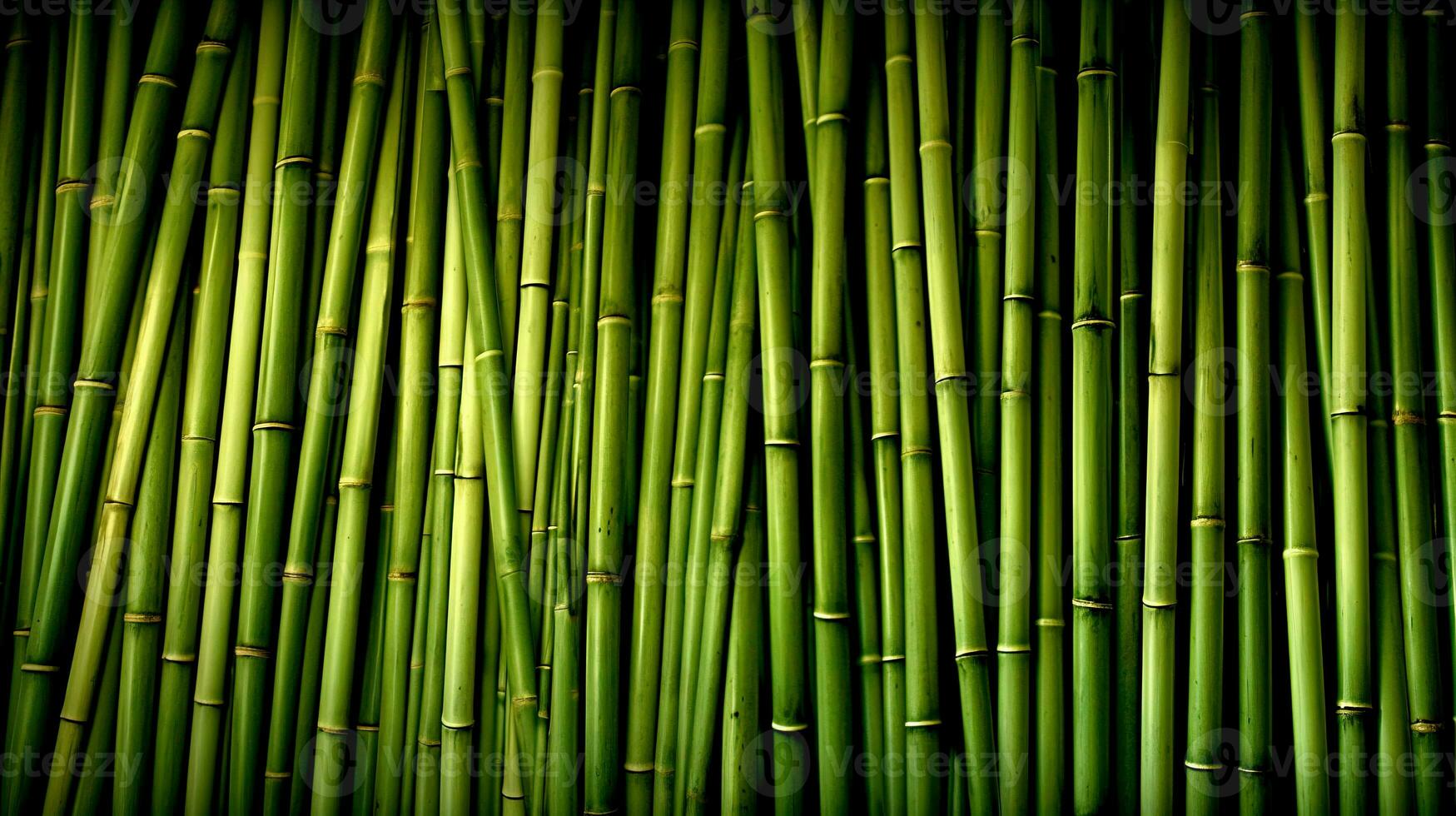 Green bamboo background. Oldham bamboo. photo