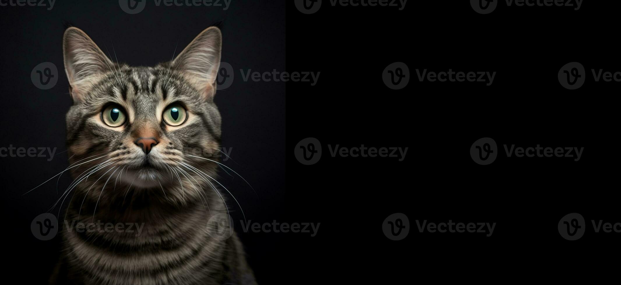 Portrait of a gray cat of model appearance on a black horizontal banner. Generative AI photo