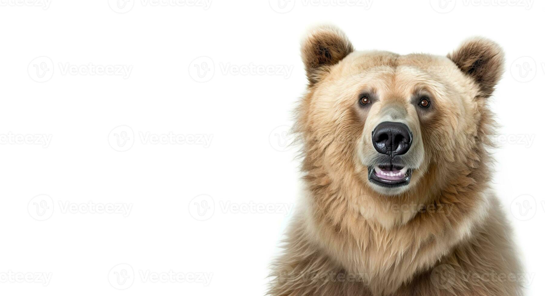 Beautiful bear isolated on a white horizontal background. Generative AI. photo