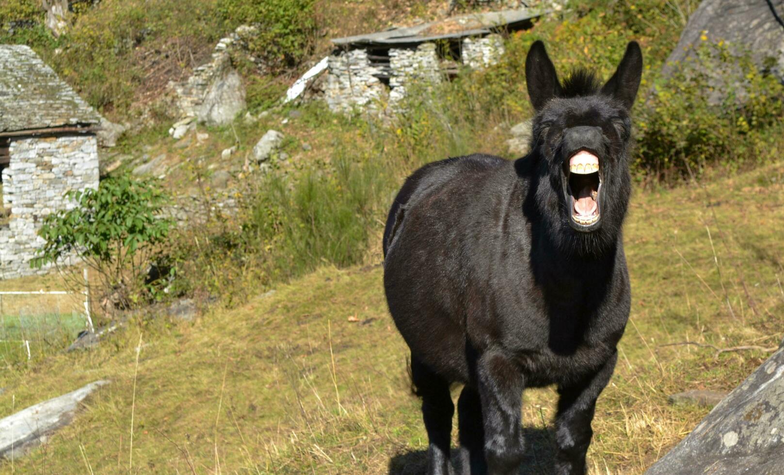 sonrisa mi amigos foto