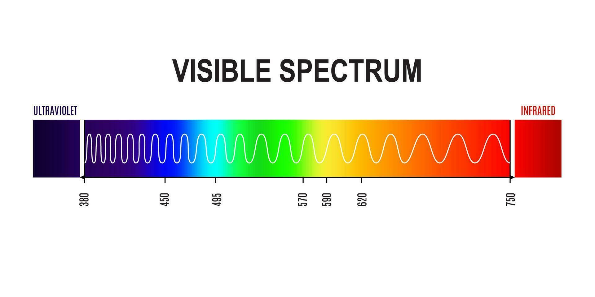 Wavelength, visible light spectrum wave graph vector