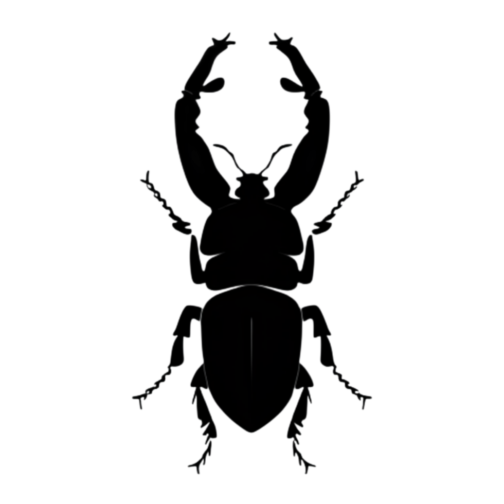 Beetle Silhouette Illustration PNG Transparent Background