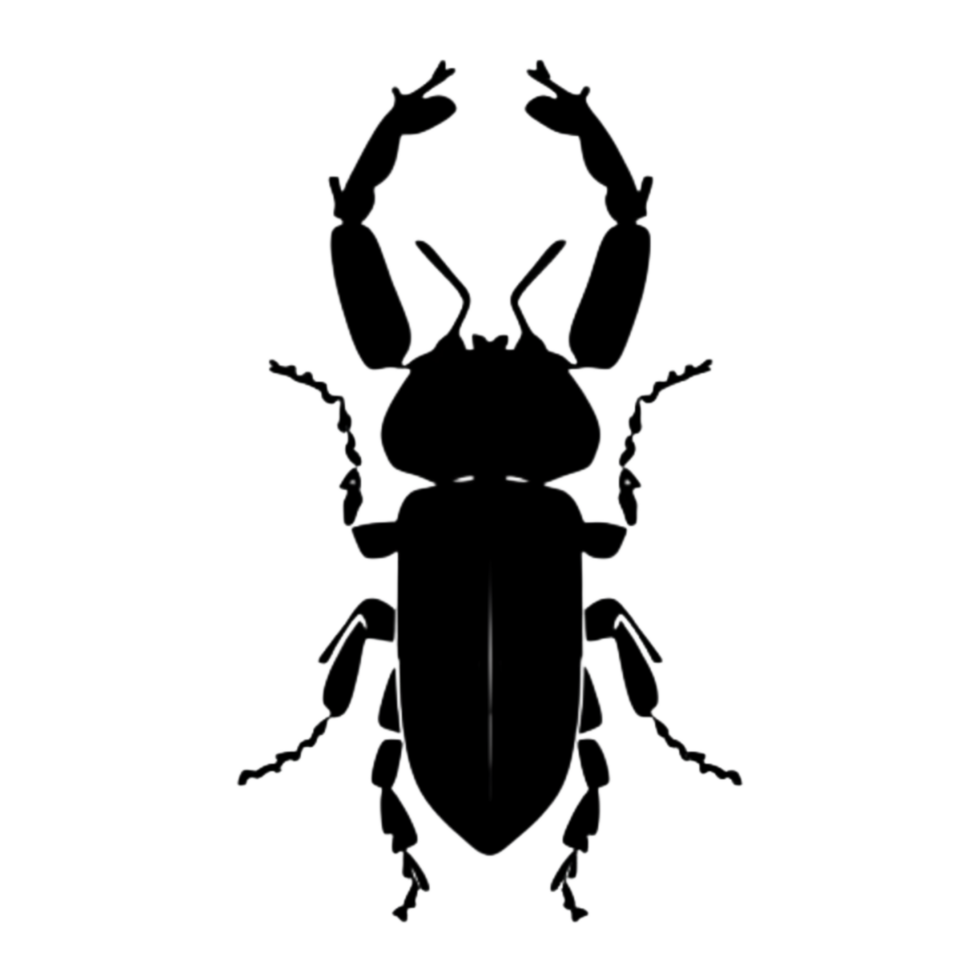 Beetle Silhouette Illustration PNG Transparent Background