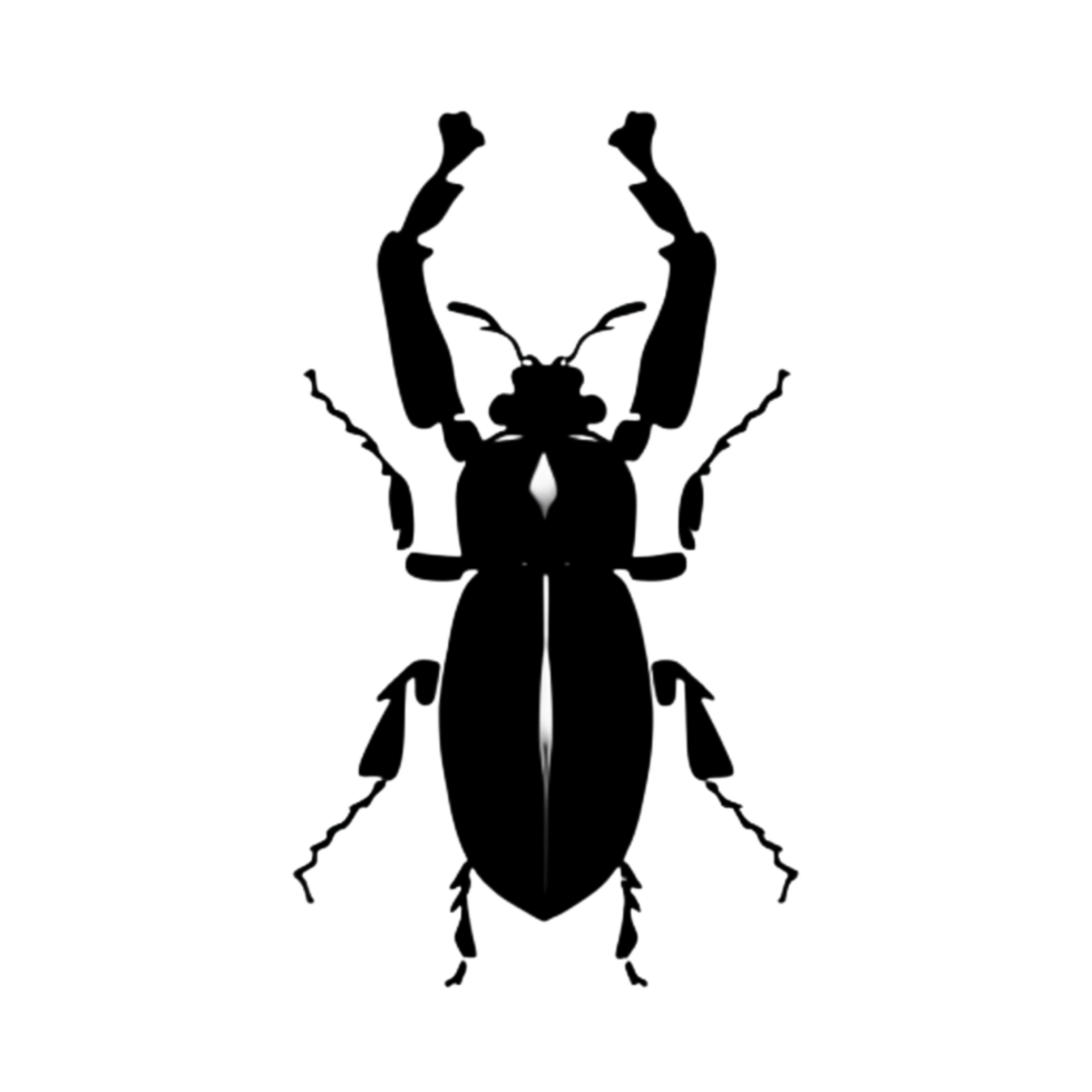 Beetle Silhouette Illustration PNG Transparent Background
