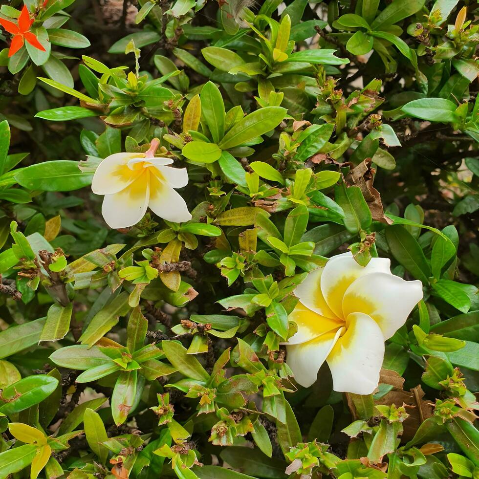 Cute and colorful flowers with green leaves in a tropical country. photo