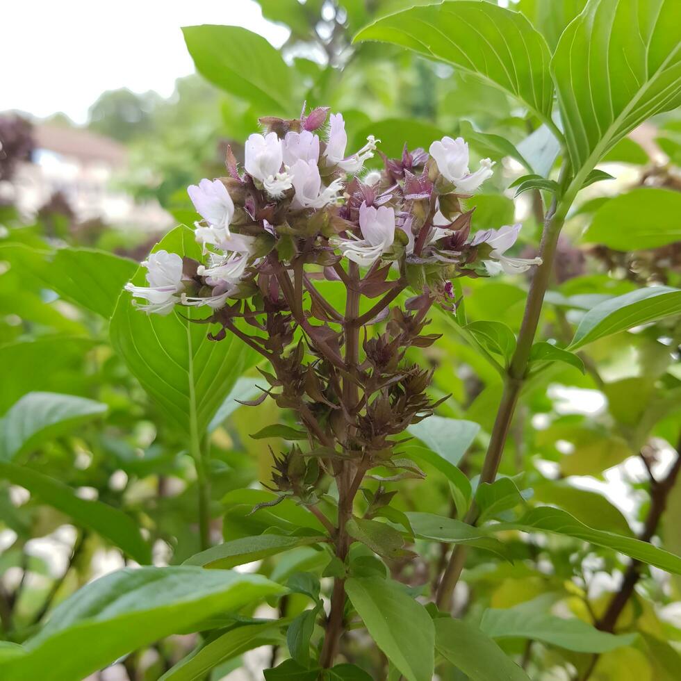 Cute and colorful flowers with green leaves in a tropical country. photo