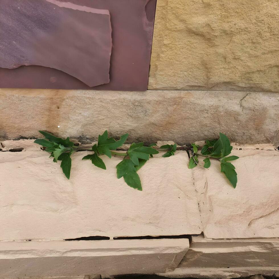 Green leaves in a tropical country under the hot sun. photo