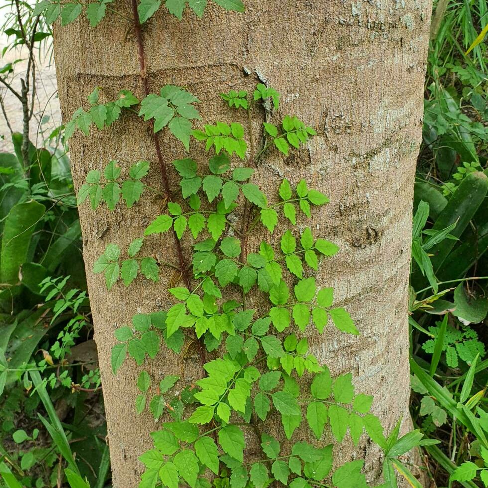 a small plant with green leaves in a tropical country. photo