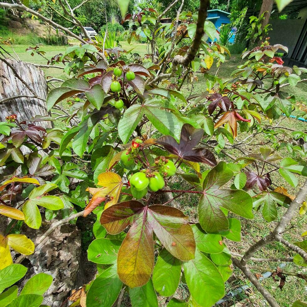 a small plant with green leaves in a tropical country. photo