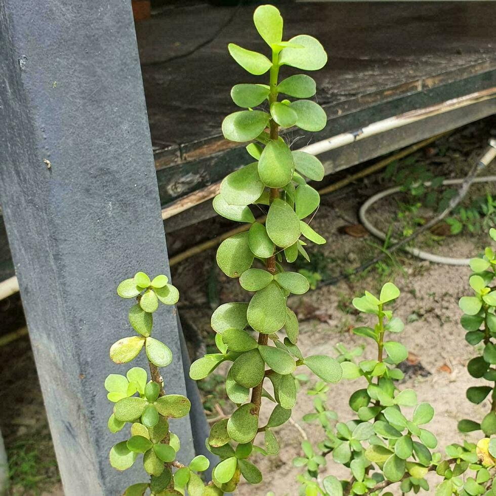 a small plant with green leaves in a tropical country. photo