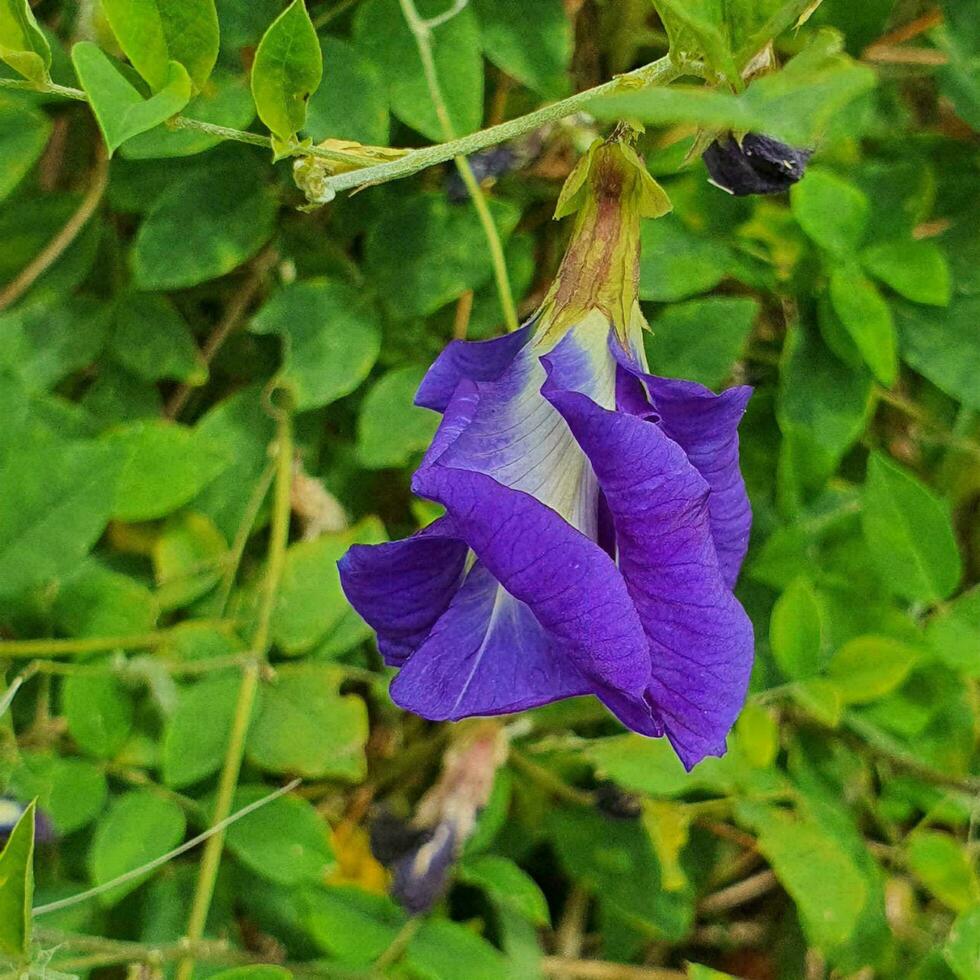 Small flowers and green leaves in tropical countries photo