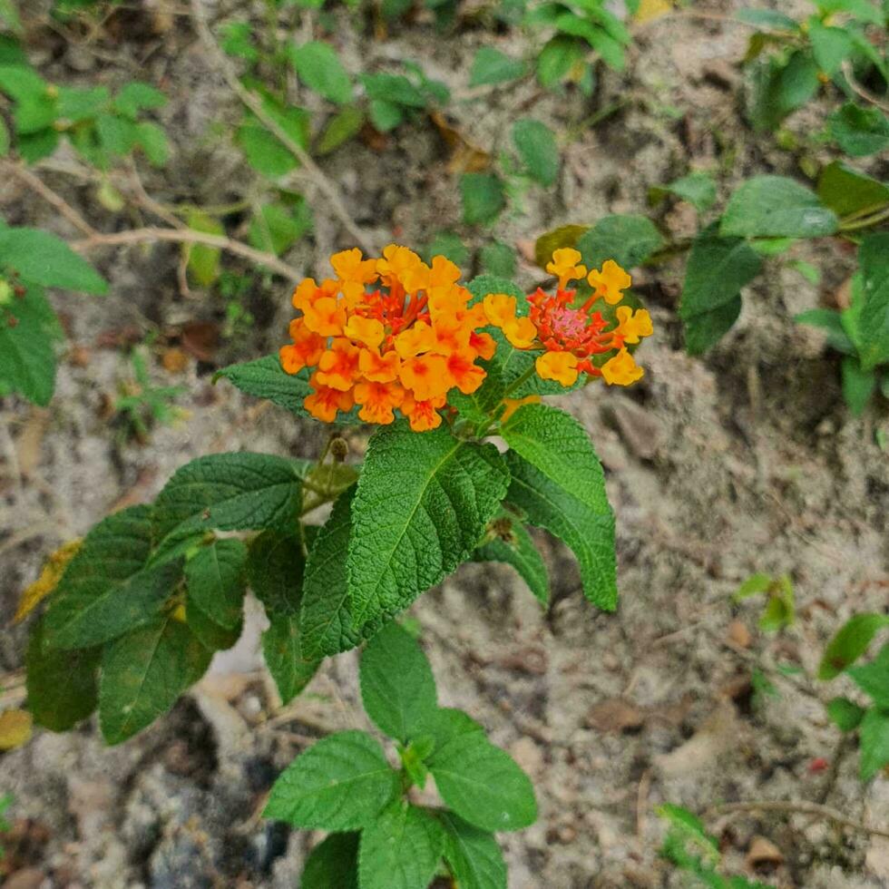 Small flowers and green leaves in tropical countries photo