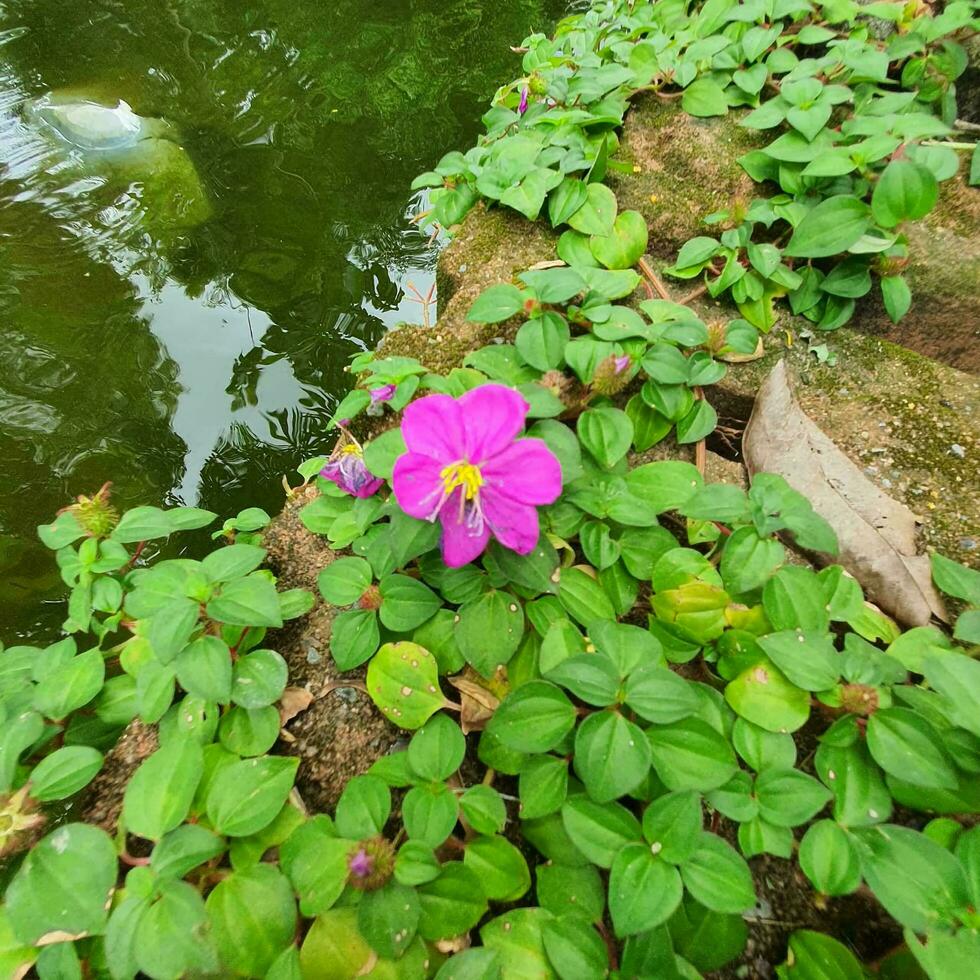 Small flowers and green leaves in tropical countries photo