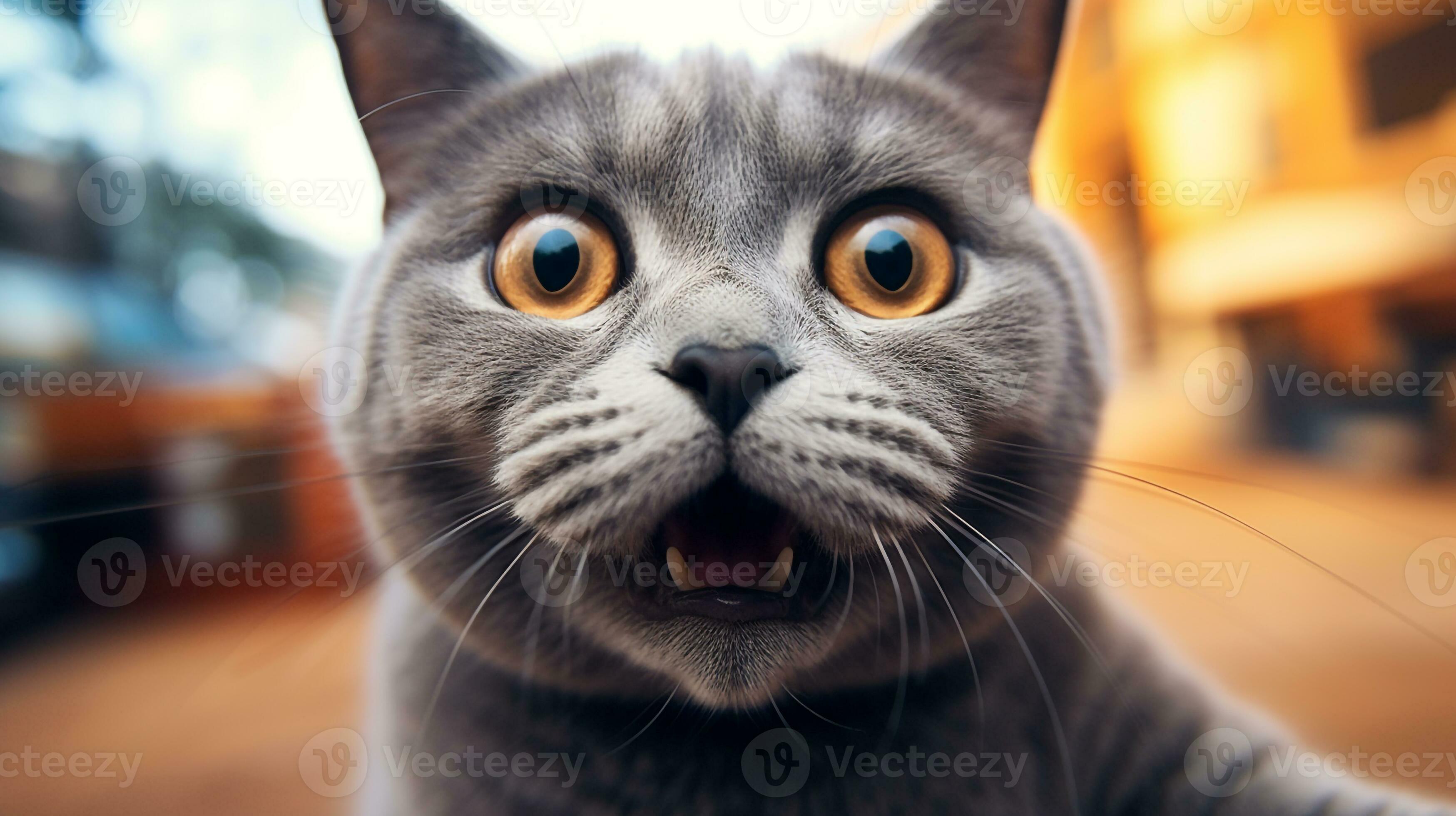 angry british shorthair cat making funny face with mouth open, Stock image