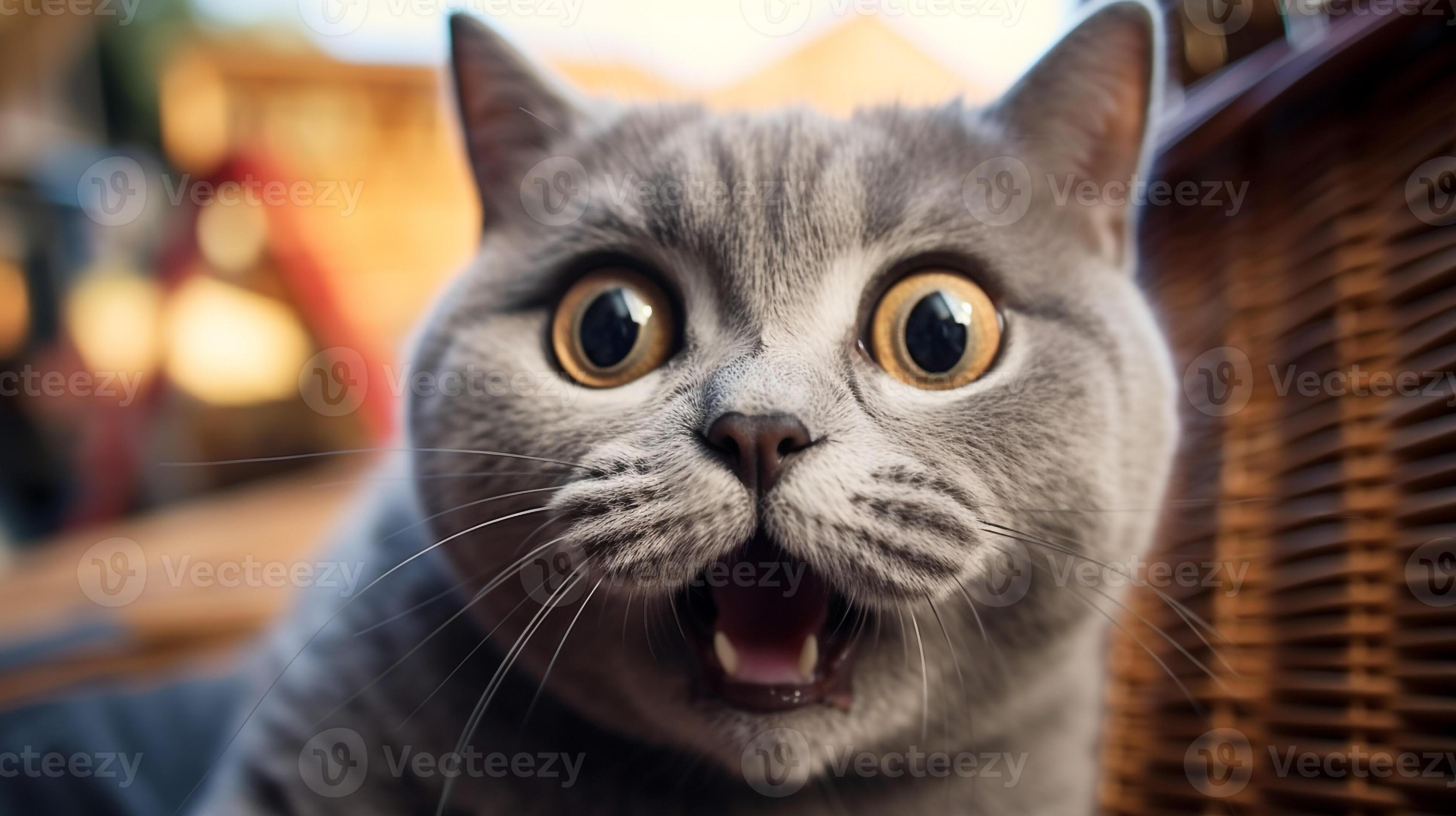 angry british shorthair cat making funny face with mouth open, Stock image