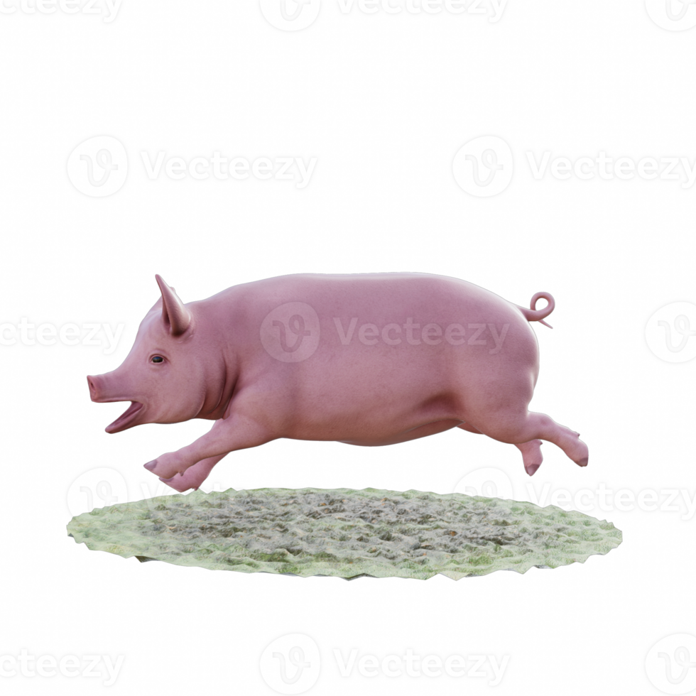 Pig isolated 3d png