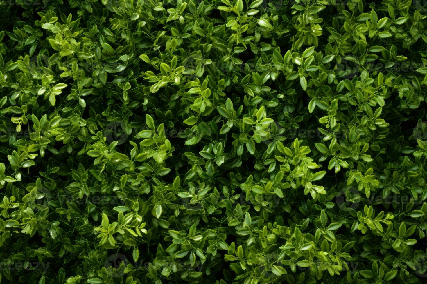 Shot of natural green wall made of leaves photo