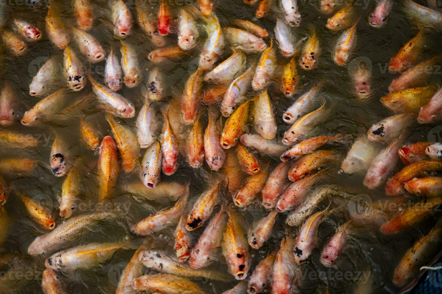 Ruby fish in the river photo