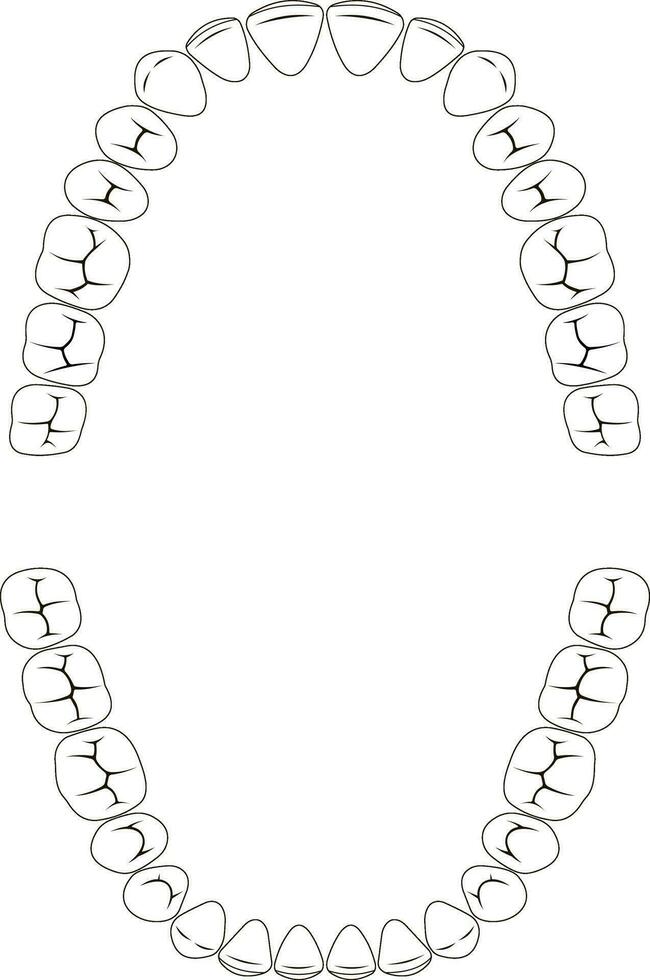 masticación superficie humano dientes Superior inferior mandíbula, diente dental clínica vector