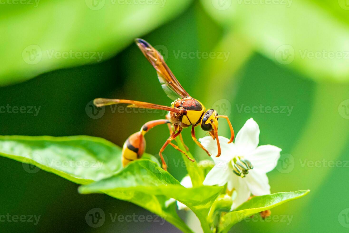 alfarero avispas alimentándose en un flor foto