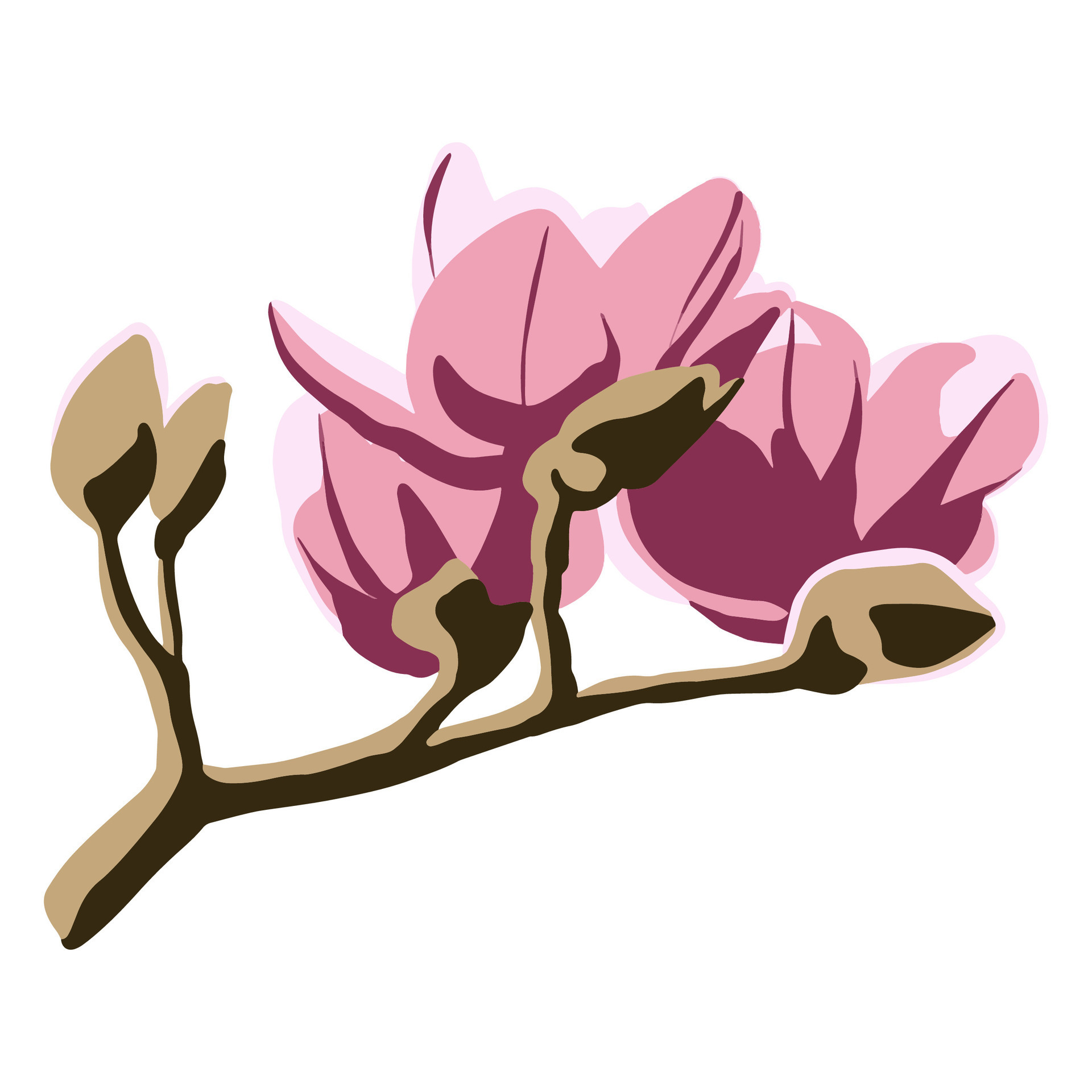 Magnolia flower vector color illustration 28648742 Vector Art at Vecteezy