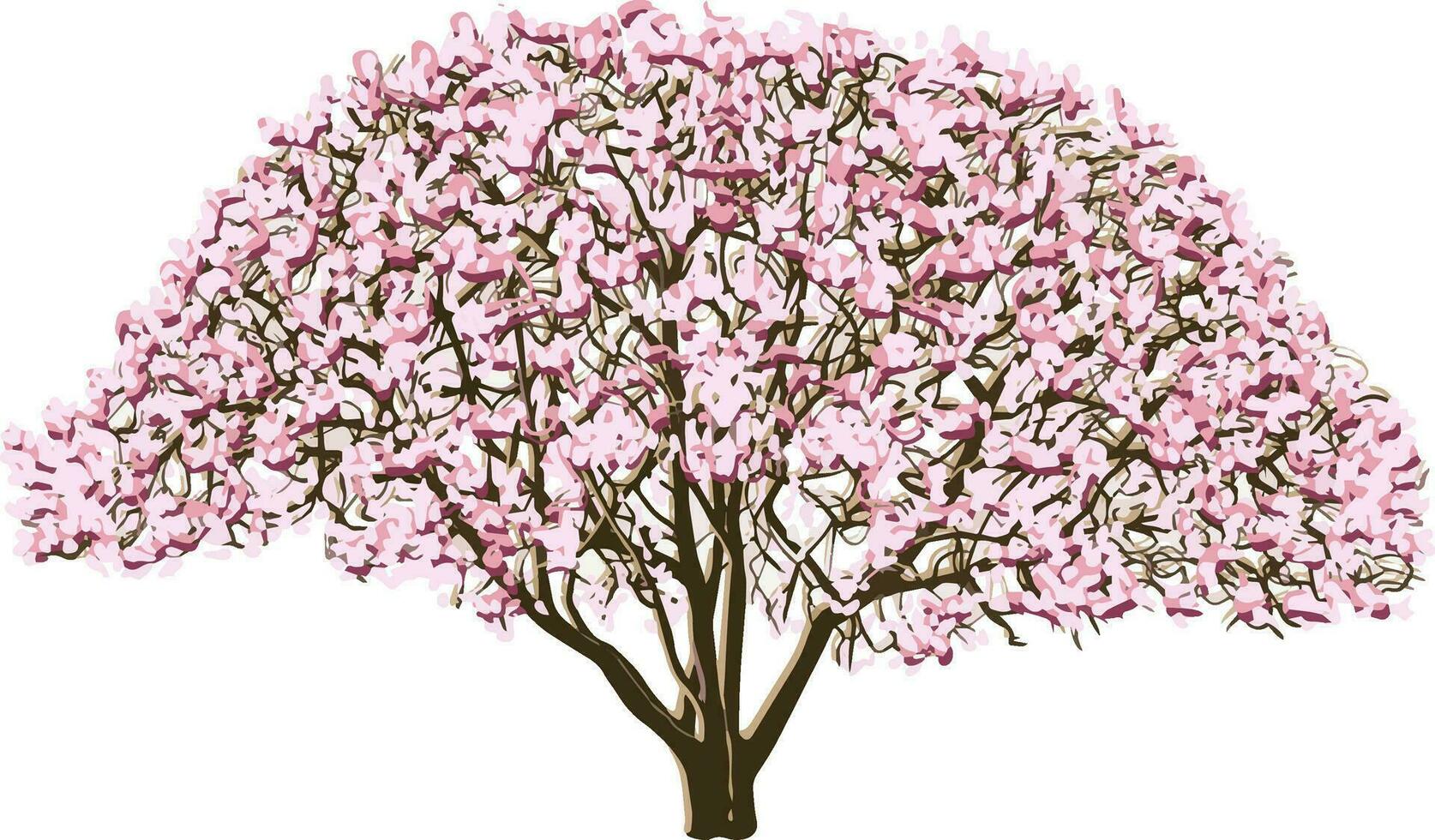 Magnolia tree blooming vector color illustration