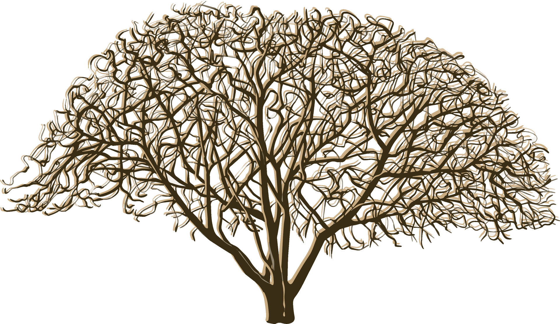 Magnolia tree in autumn vector color illustration 28648747 Vector Art