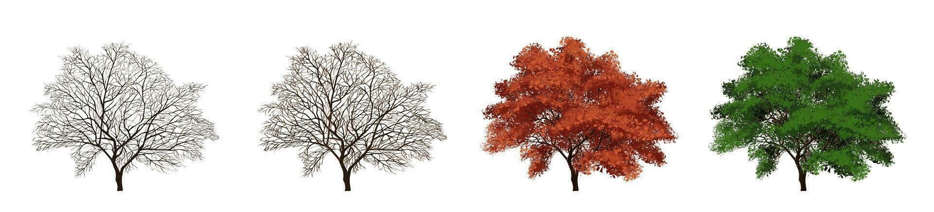 Japanese maple tree blooming, autumn, winter vector color illustration