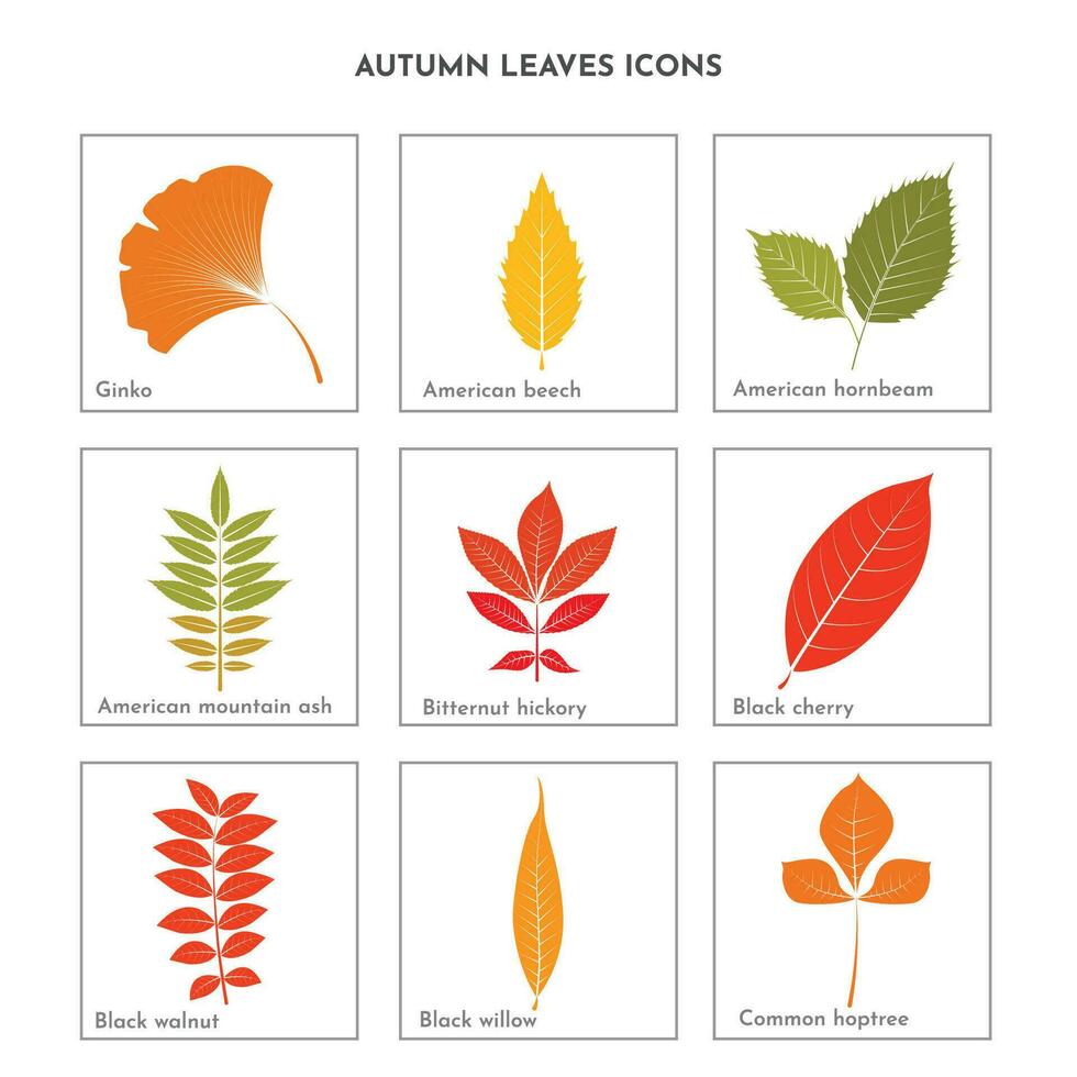 otoño hojas plano icono conjunto vector