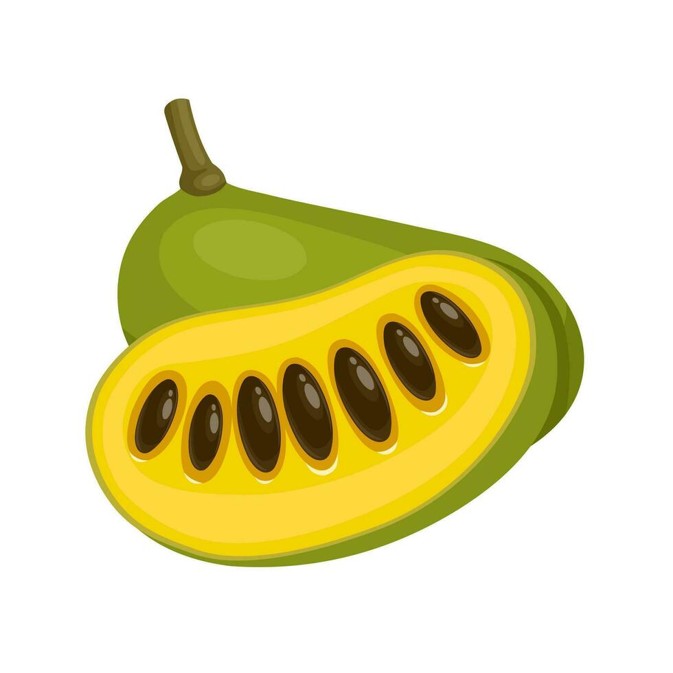 Vector illustration, Asimina triloba, American papaw or pawpaw, isolated on white background.