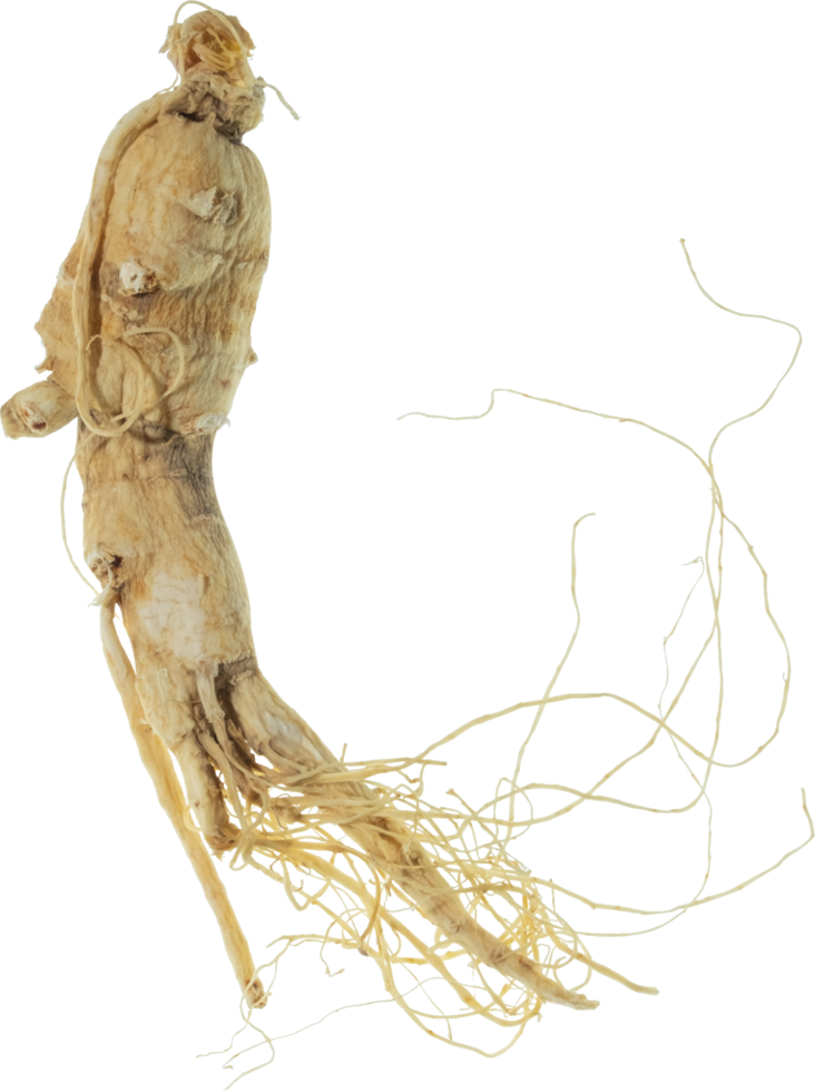 ginseng cut out on transparent background. png