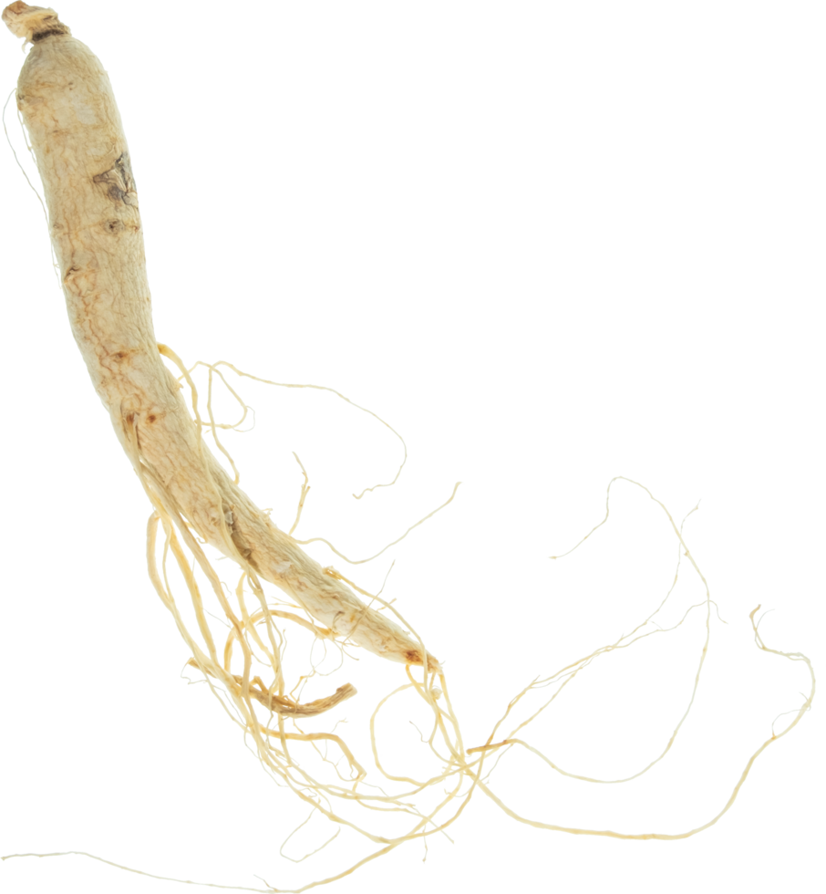ginseng cut out on transparent background. png