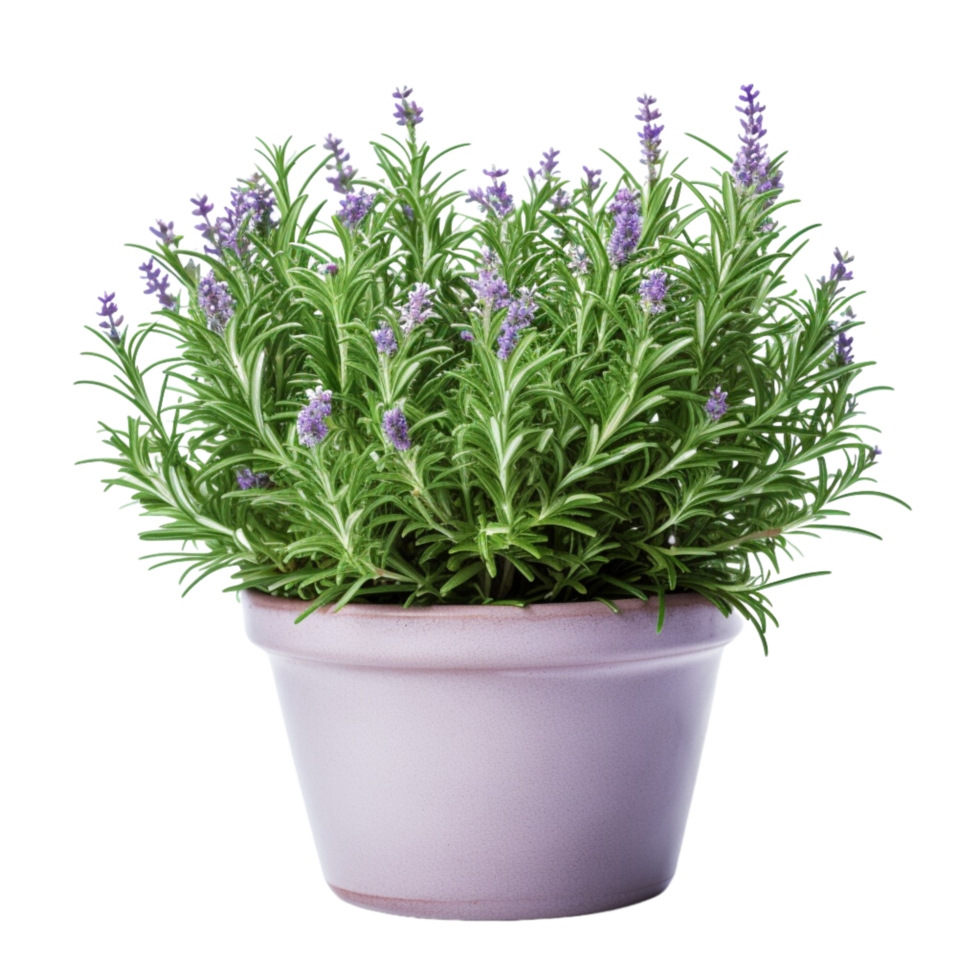 AI Generative rosemary plants, purple flowers in pots, transparent background png