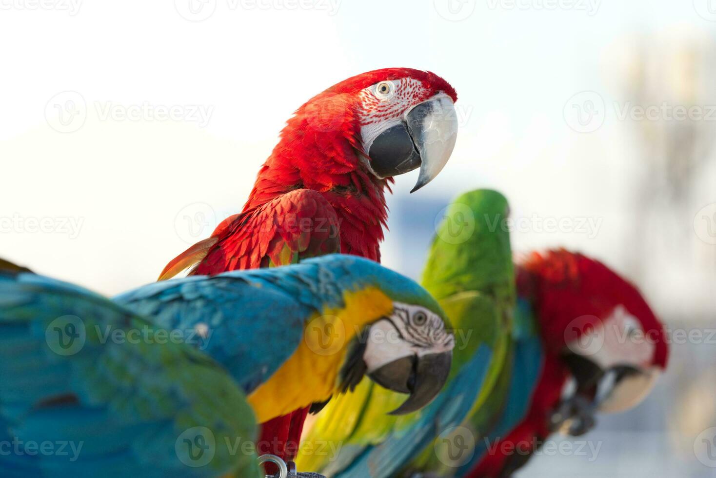 cerca arriba de vistoso escarlata azul y oro guacamayo loro mascota perca en gallinero rama con azul claro cielo antecedentes foto