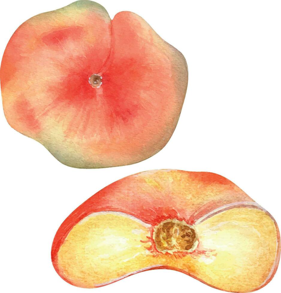 Chinese flat fig peach whole and h vector