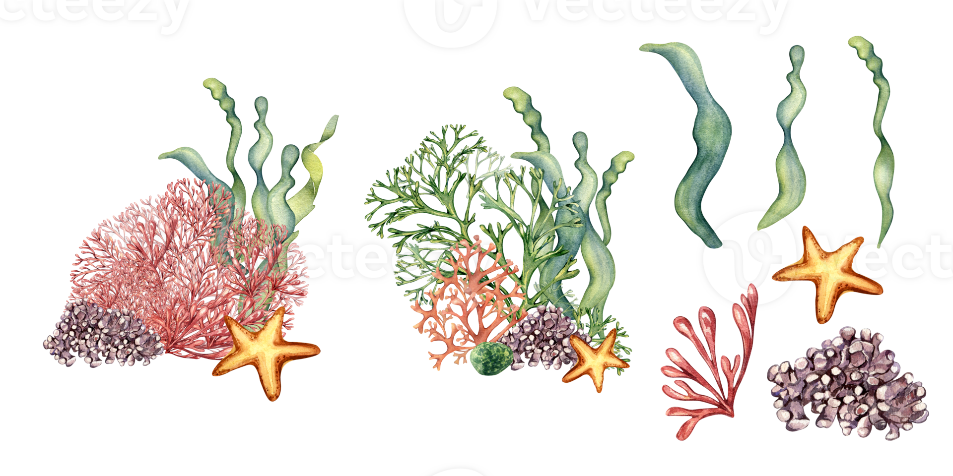 Set of sea plants, coral, starfish watercolor illustration. Pink agar agar seaweed, laminaria hand drawn. Design element for package, label, wrapping, marine collection. png