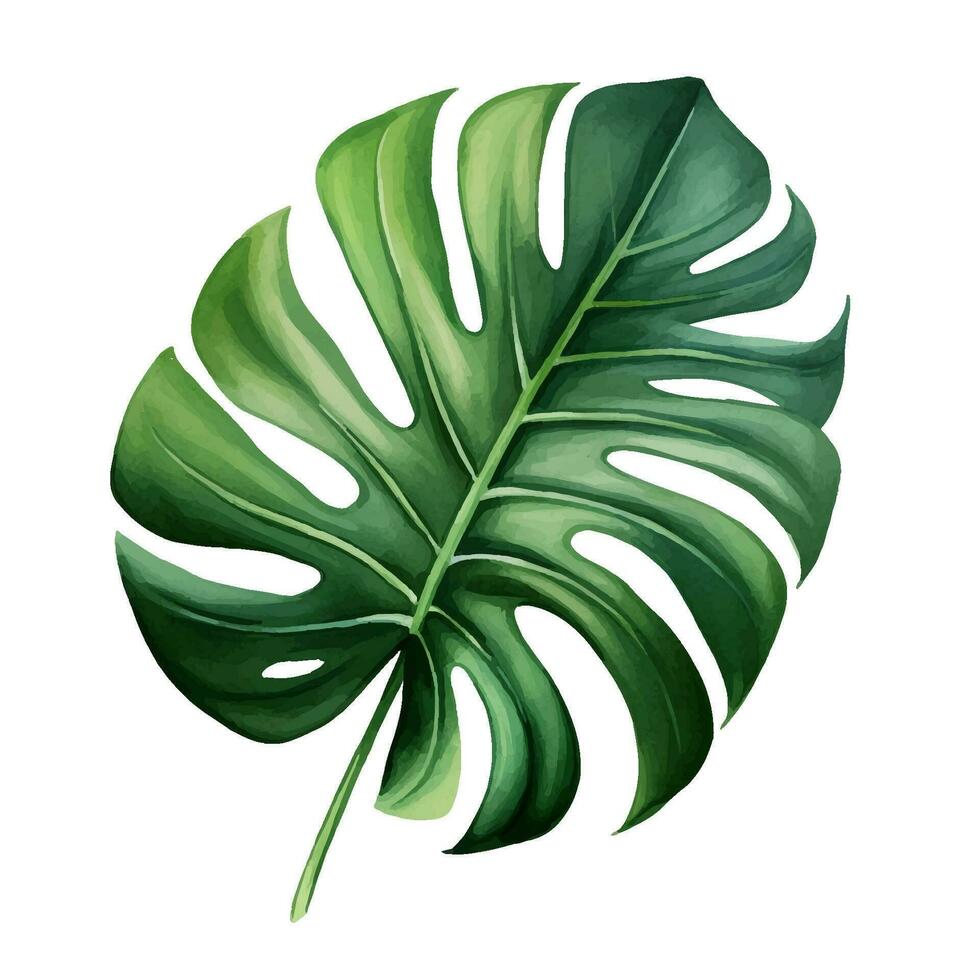 Monstera leaf illustration vector