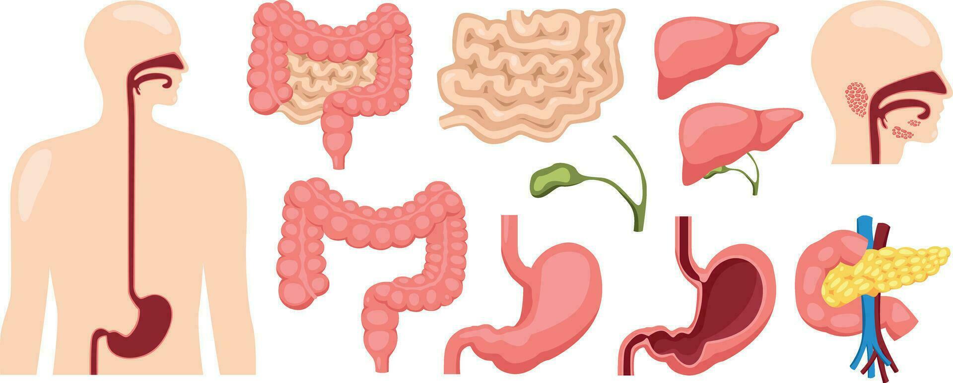 Human digestive system medical illustration for doctoral training curriculum isolated on white background vector