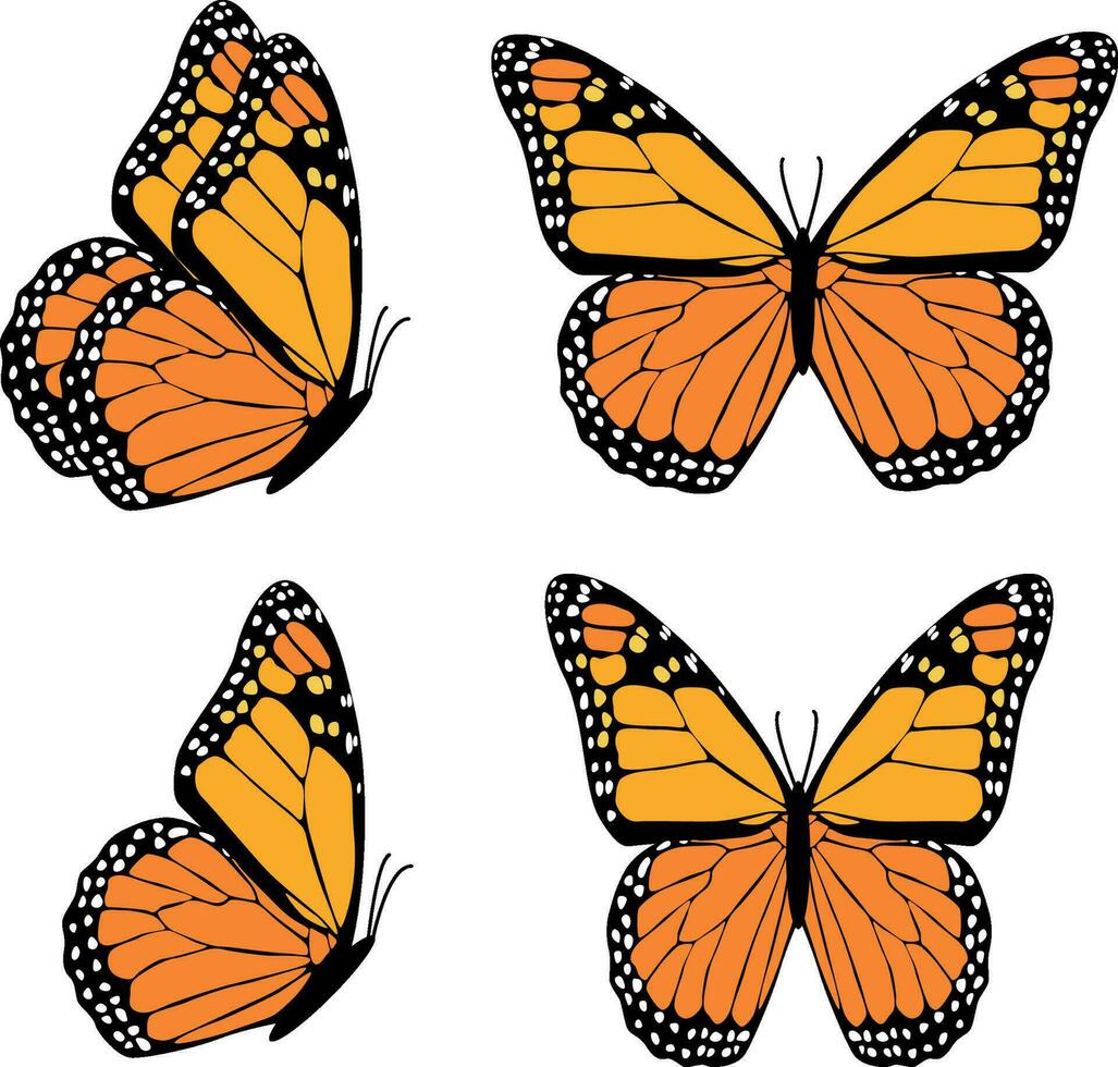 Orange butterfly Danaida Monarch isolated on white background vector