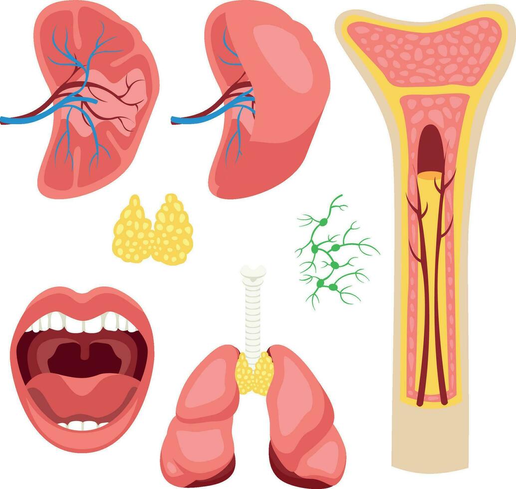 The human lymphatic system for study by surgeons and other doctors in medical universities isolated on a white background vector