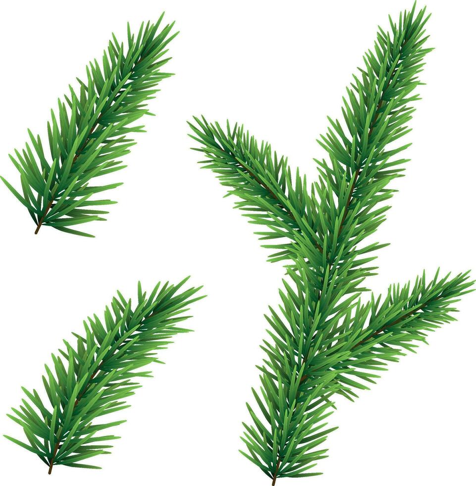 Set of green spruce Christmas tree branches isolated on white background vector