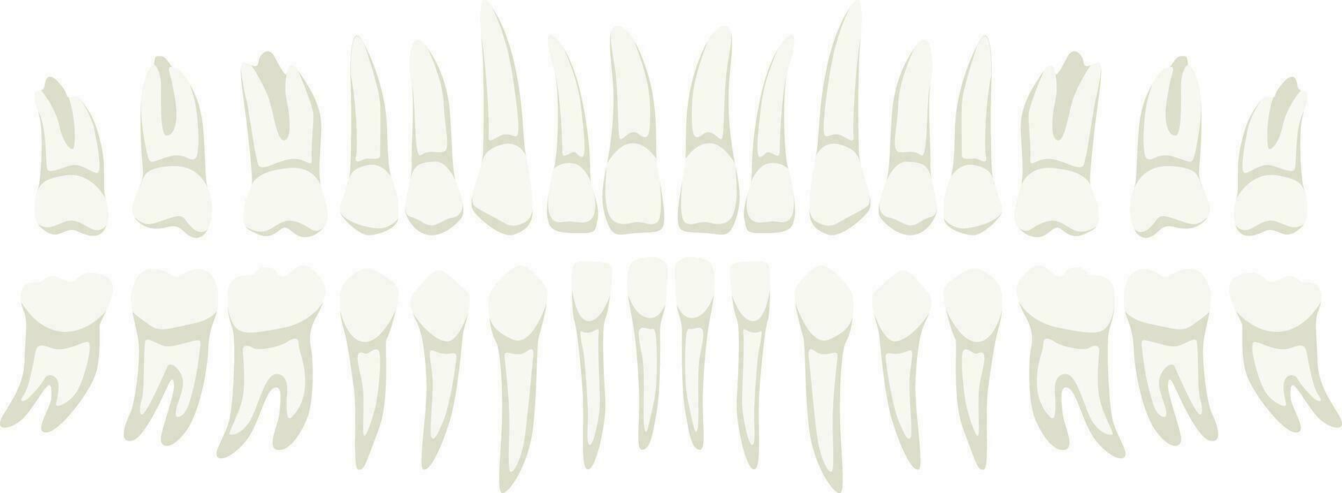Collection of human teeth medical elements isolated on white background vector