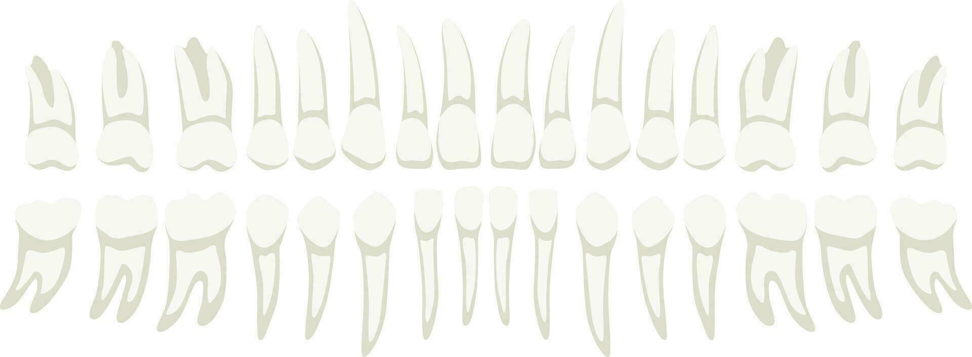 Collection of human teeth medical elements isolated on white background vector