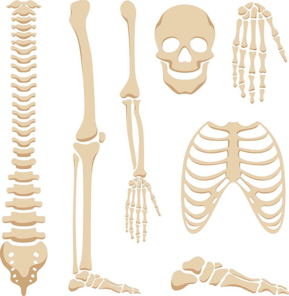 Human skeleton parts medical decorative elements isolated on white background vector