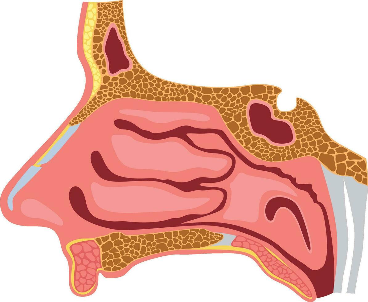 Nasal cavity vector diagram detailed illustration for medical study and doctors education isolated on white background