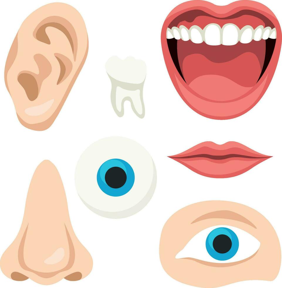 Human face parts sense organs medical image isolated on white background vector